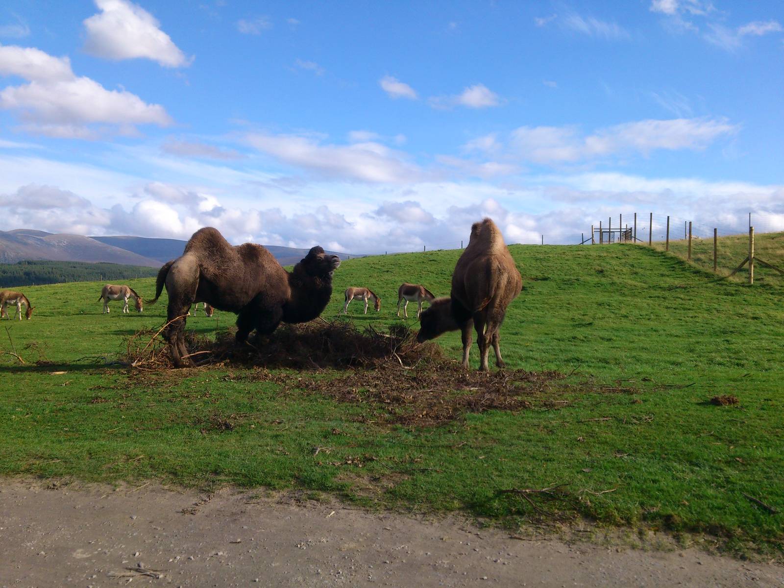 Bactrian Camel and Kiang