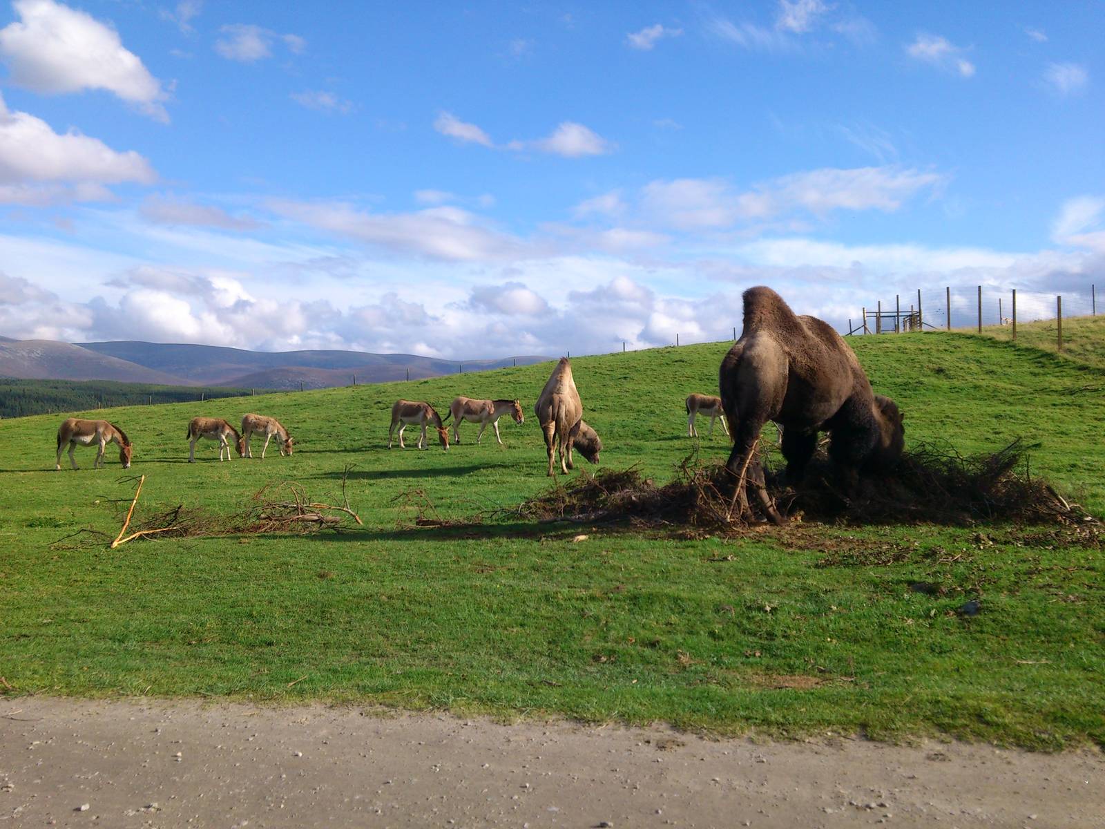 Bactrian camel and Kiang