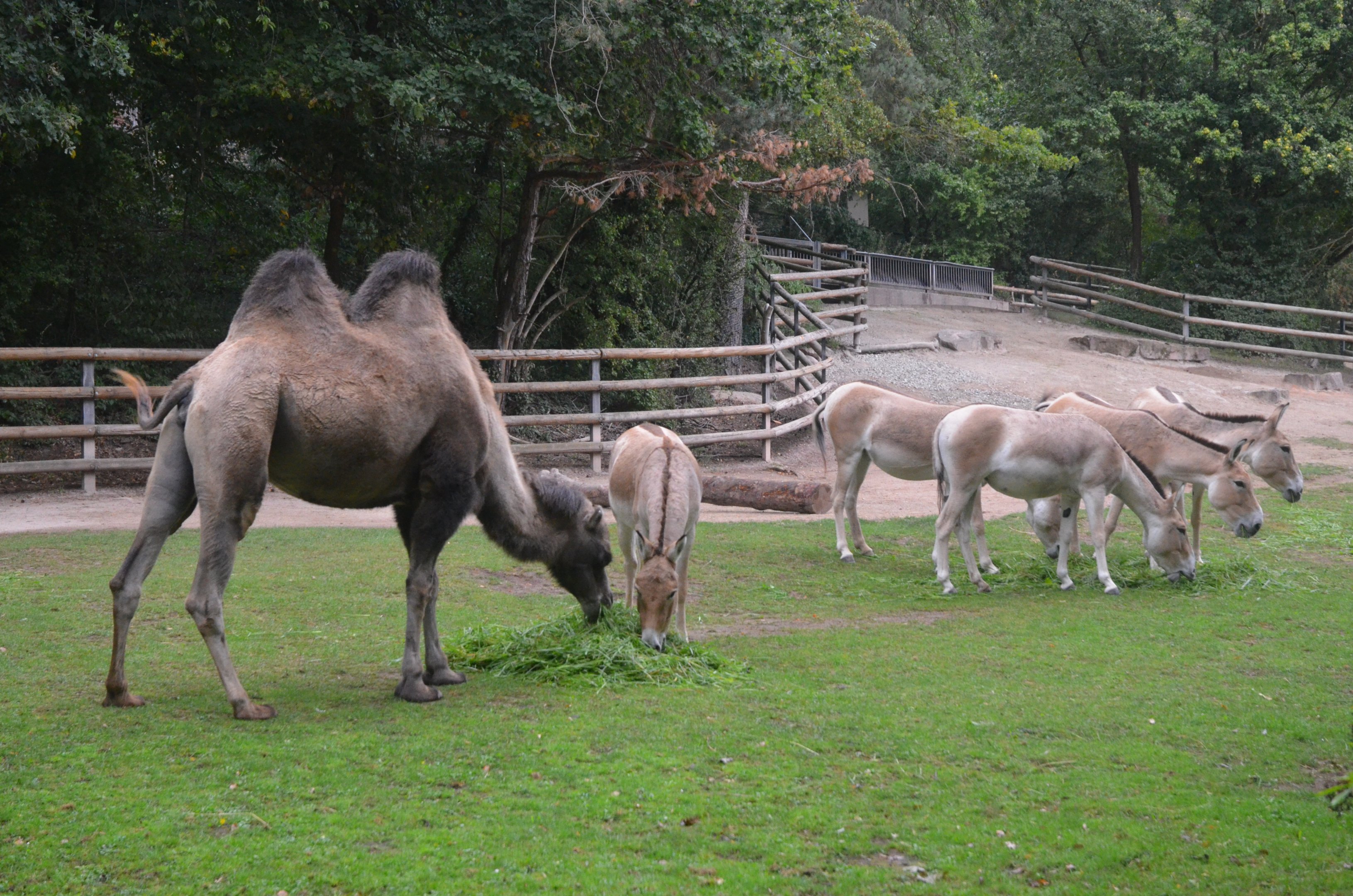 Bactrian Camel and Kulan at Nuremberg, 07/09/19