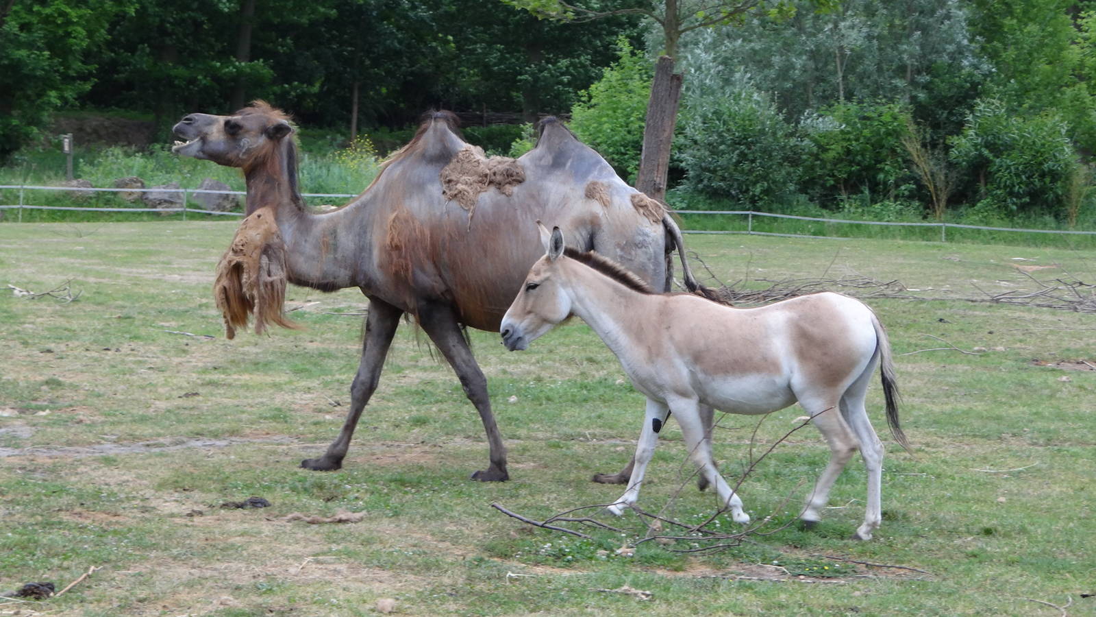 Bactrian Camel and Kulan