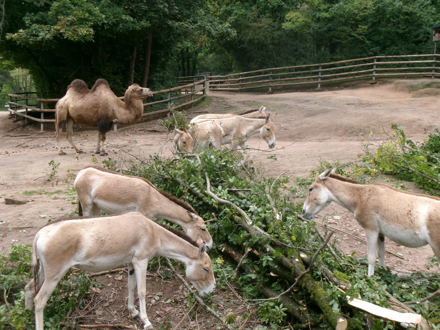 Bactrian camel and kulans