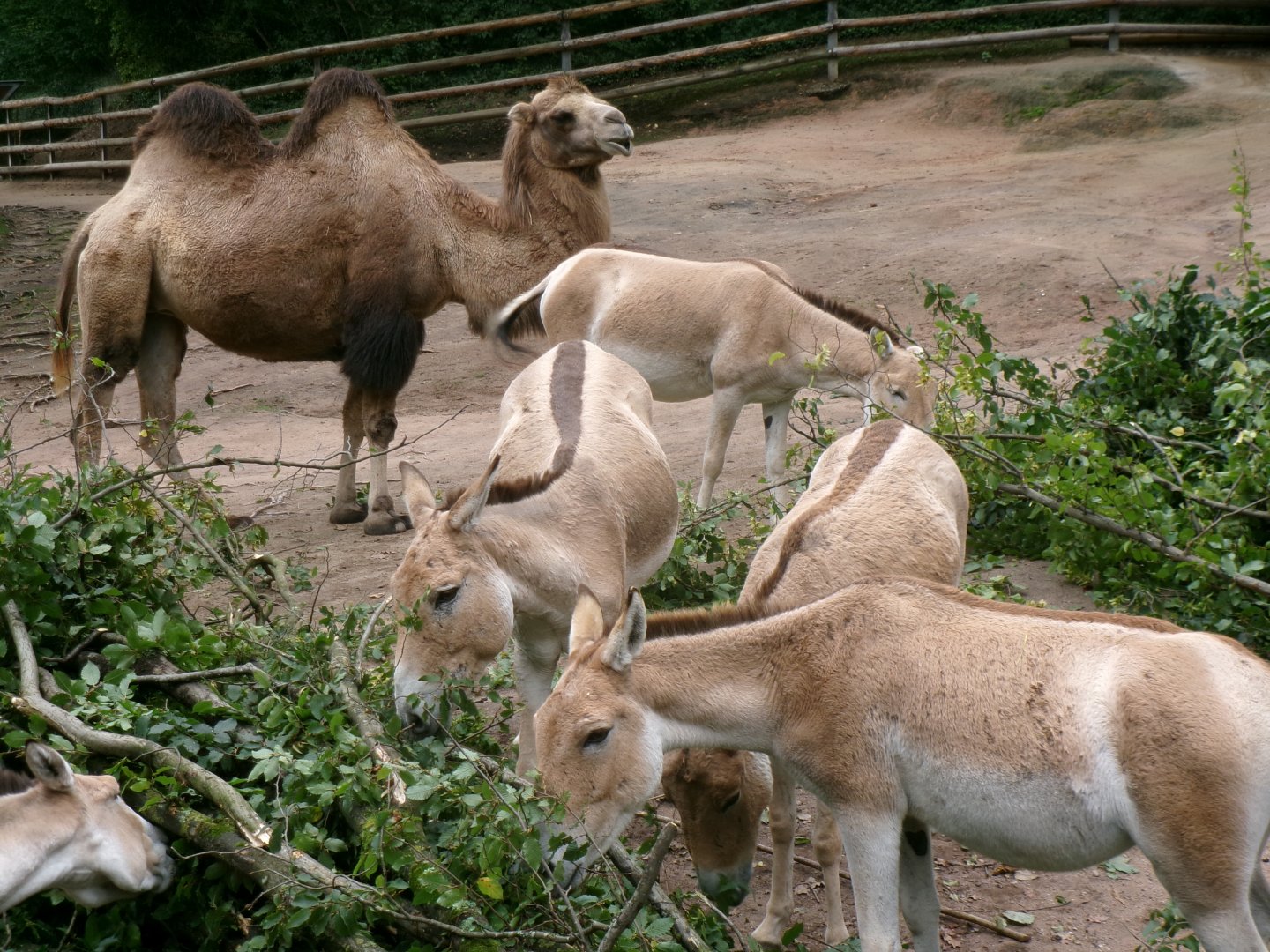 Bactrian camel and kulans