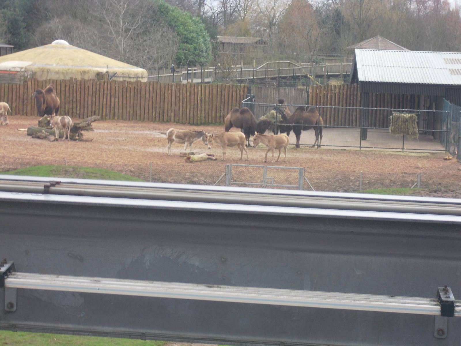 Bactrian Camel and Onager Paddock - 16/02/2011