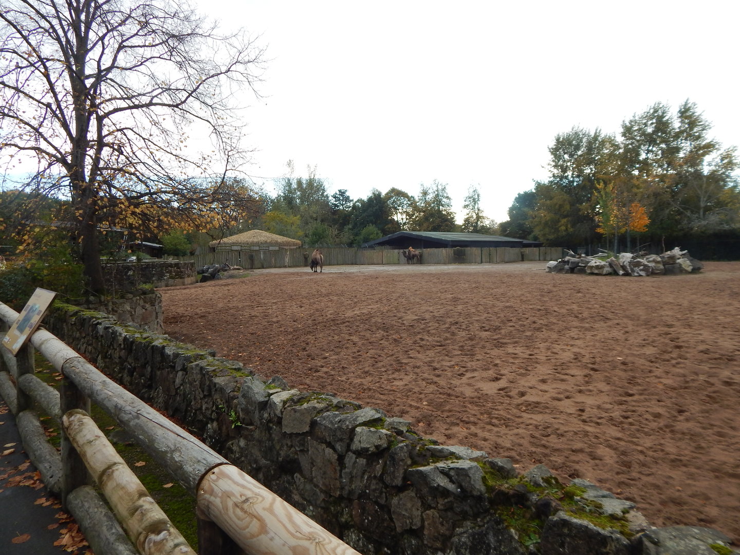 Bactrian camel and Persian onager enclosure 221022