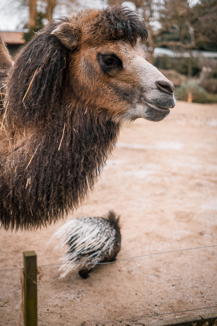 Bactrian Camel and Porcupine