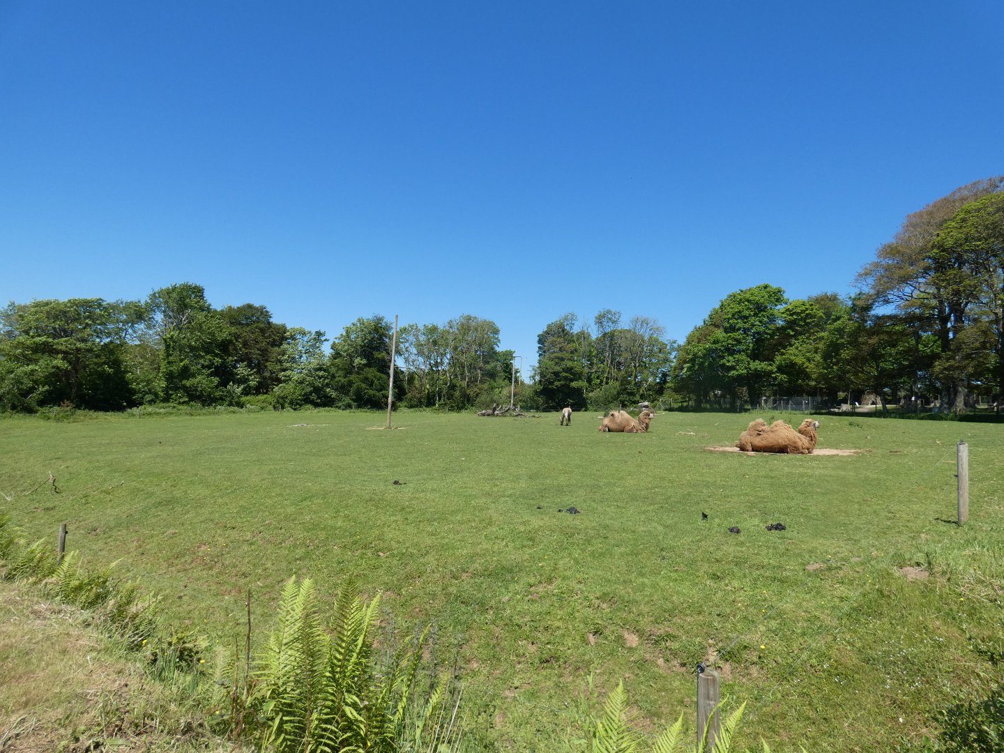 Bactrian camel and Przewalski's horse enclosure