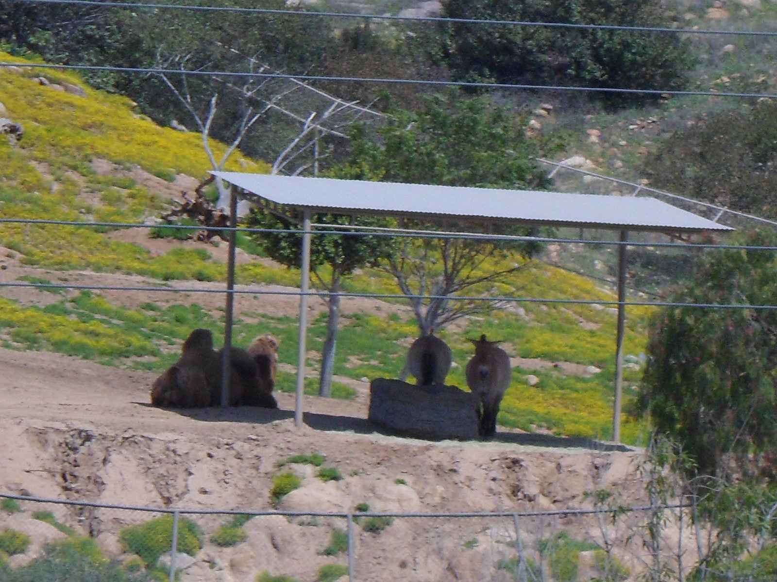 Bactrian Camel and Przewalski's Horse