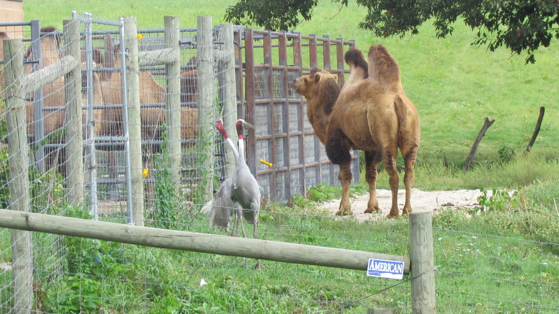 Bactrian Camel and Sarus Cranes