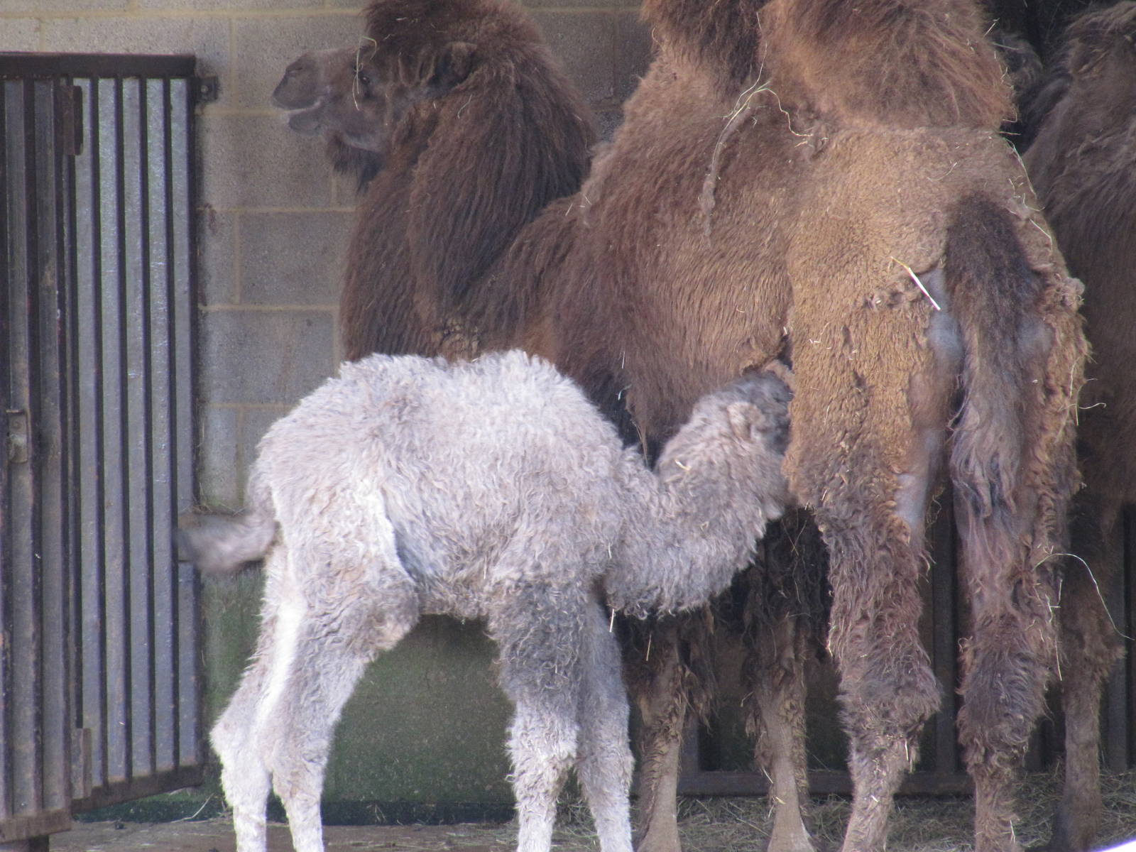 Bactrian camel and suckling calf