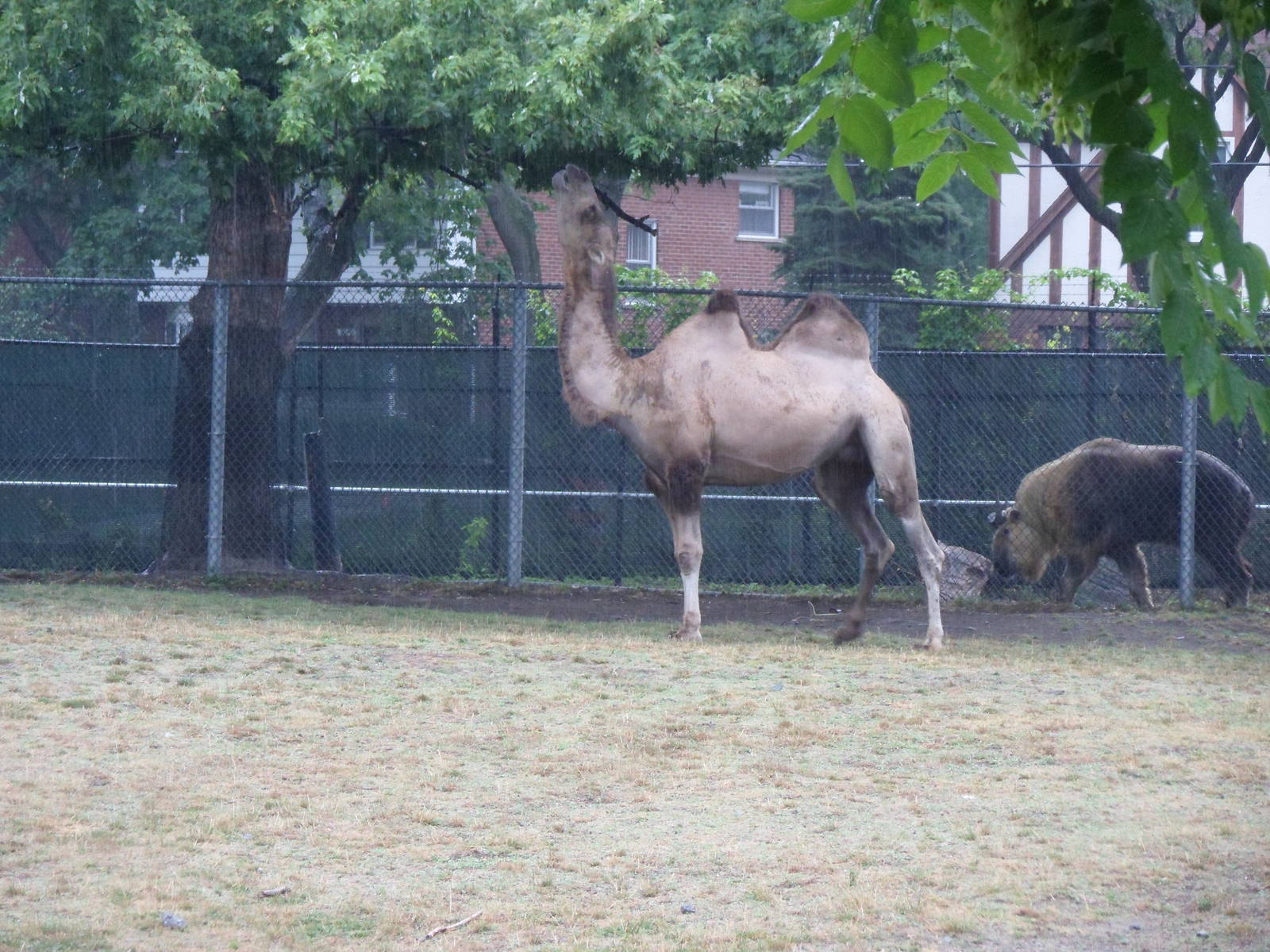 Bactrian Camel and Takin