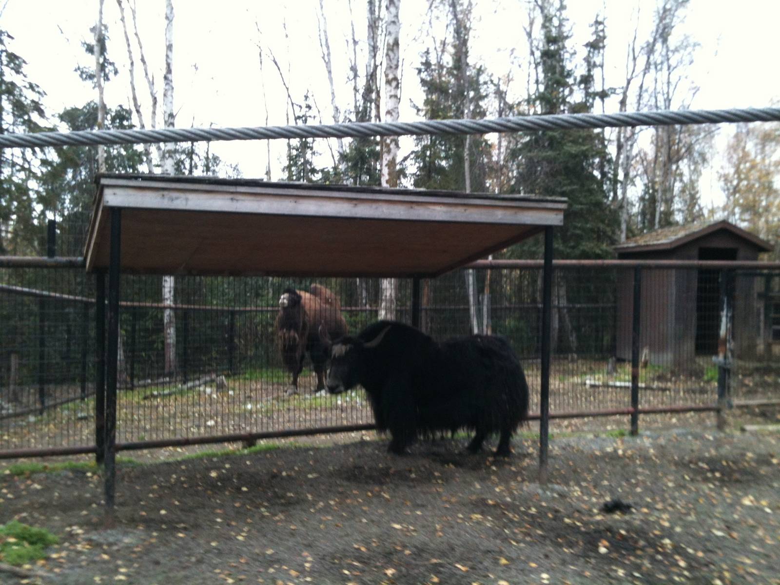Bactrian Camel and Tibetan Yak