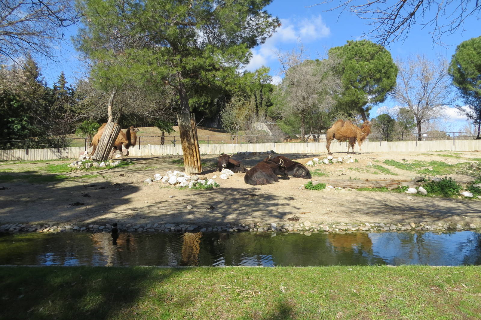 Bactrian Camel and Yak enclosure 150216