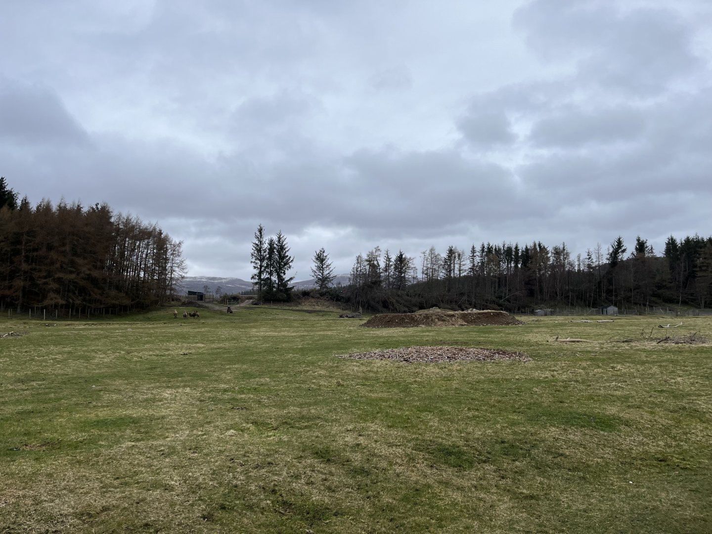 Bactrian camel and yak enclosure 5.4.24