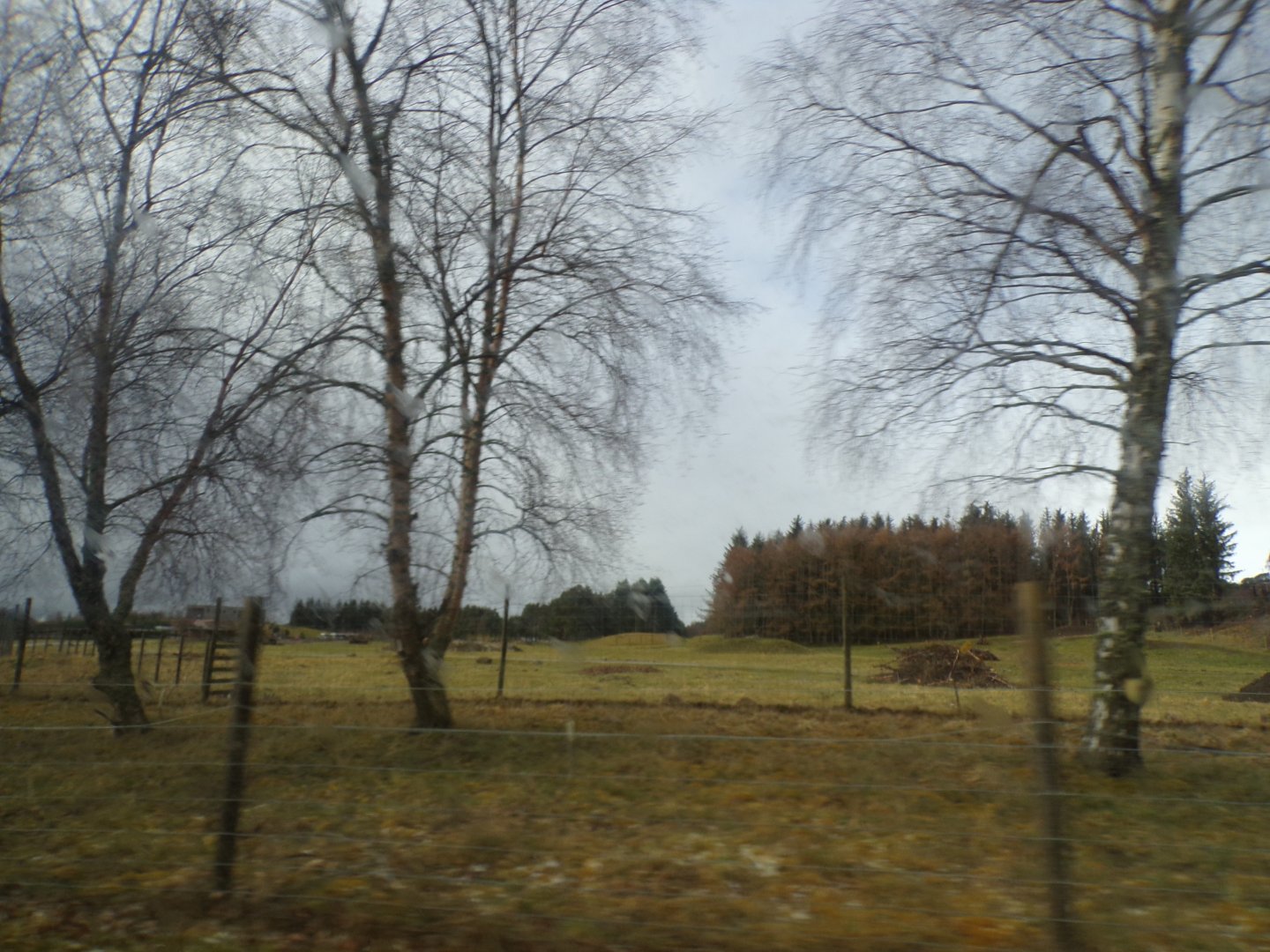 Bactrian camel and yak enclosure (sorry for blur) 5.4.24