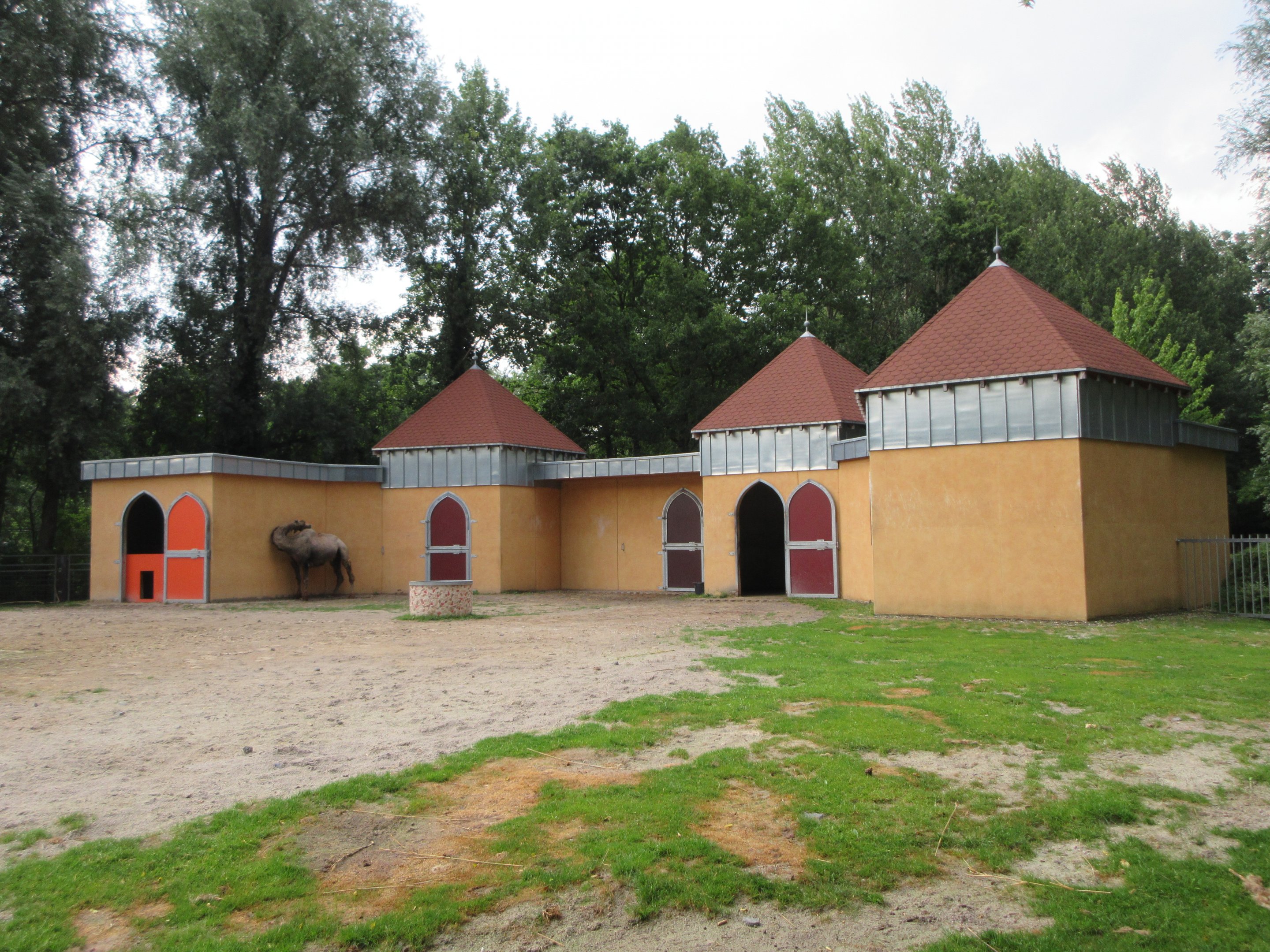 Bactrian Camel/Ankole Cattle Exhibit
