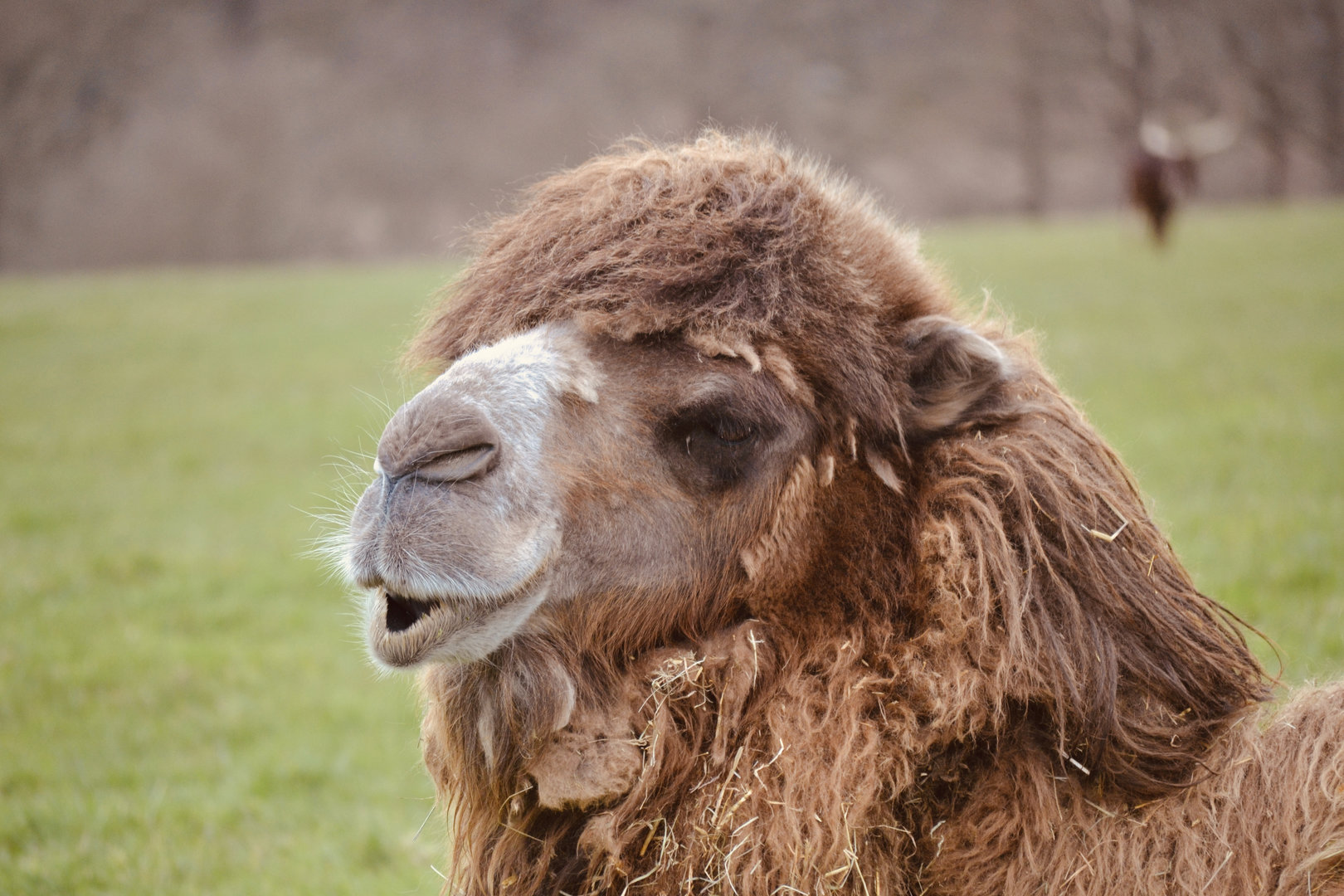 Bactrian Camel - April 2023