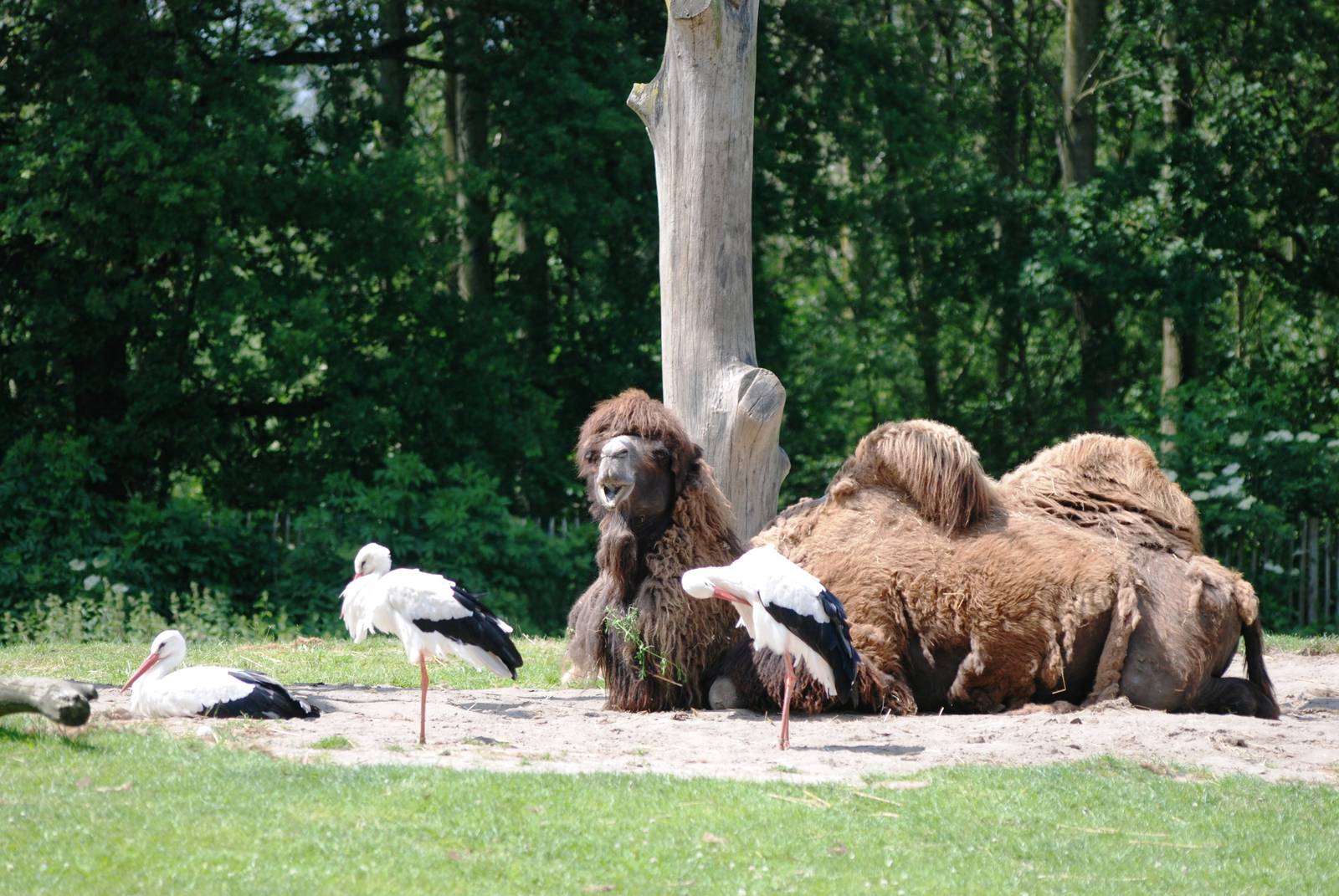 Bactrian Camel at Best, 02/06/12