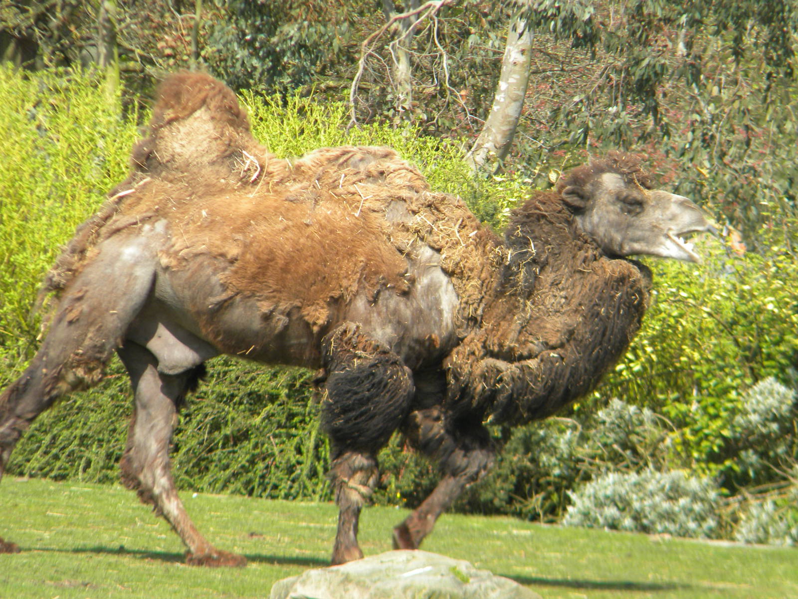 Bactrian Camel at Blackpool Zoo 10th April 2011