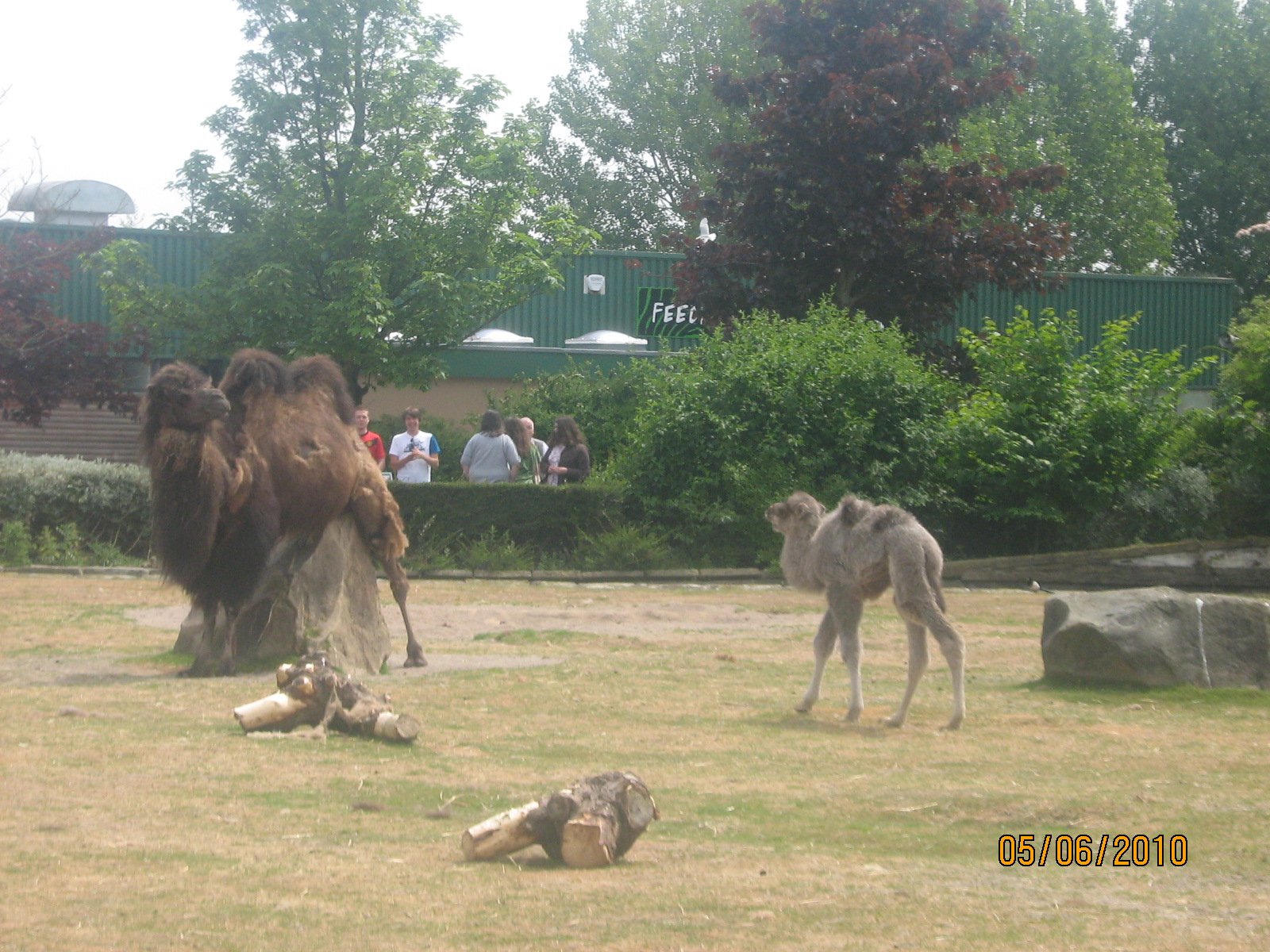 Bactrian Camel at Blackpool Zoo, 13/06/10