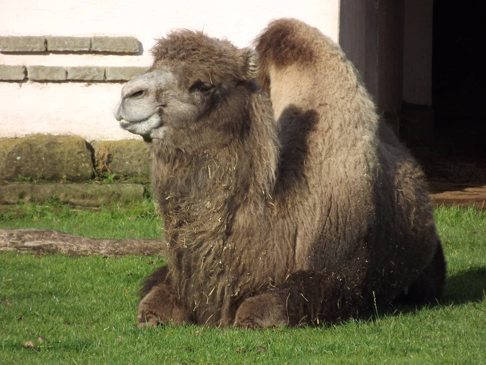 Bactrian Camel at Blackpool zoo 16/10/11