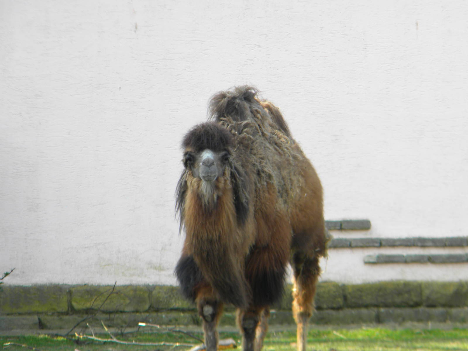Bactrian Camel at Blackpool Zoo 27th March 2011