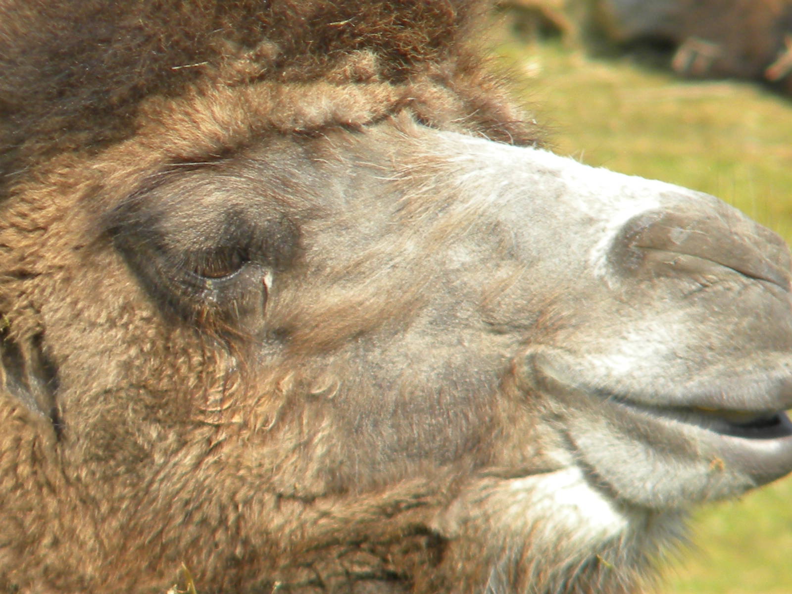 Bactrian Camel at Blackpool Zoo 6th March 2011