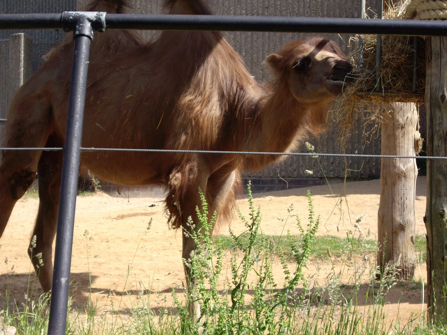 Bactrian Camel at Cassons (Elephant House), 11 June 2006