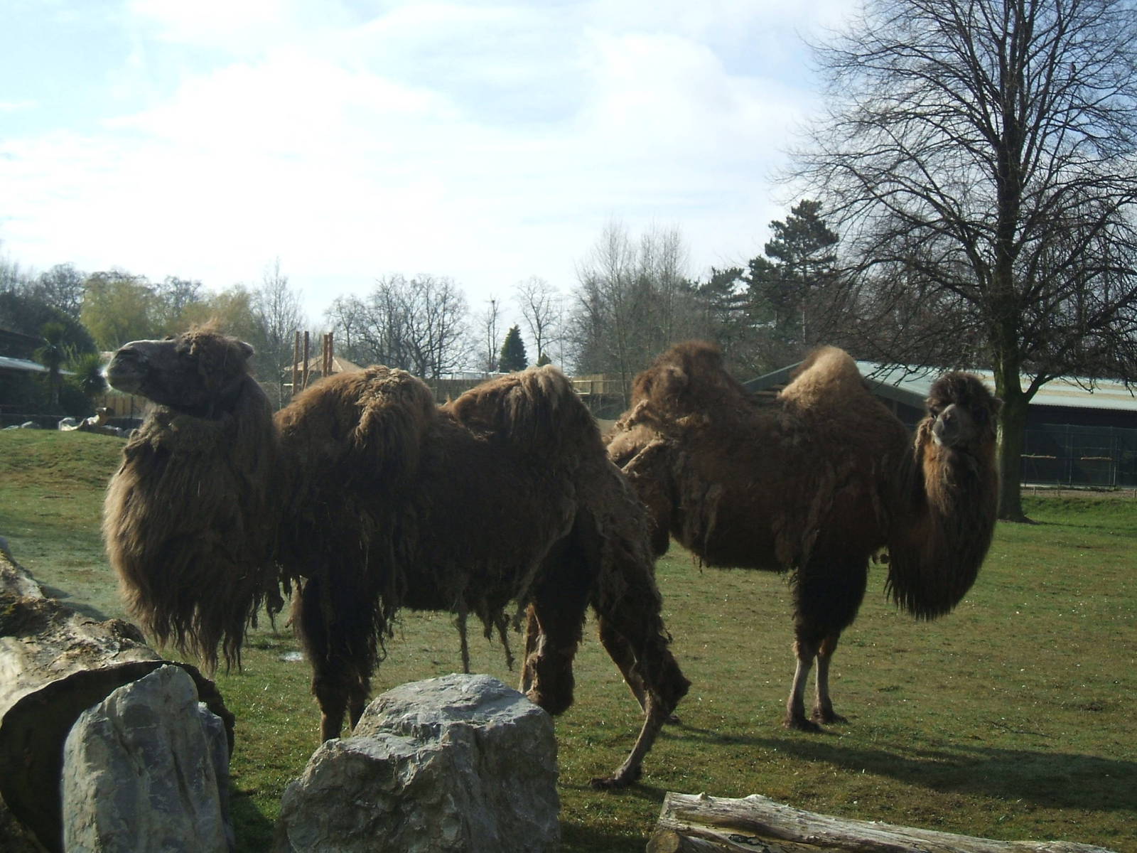 Bactrian Camel at Chester Zoo