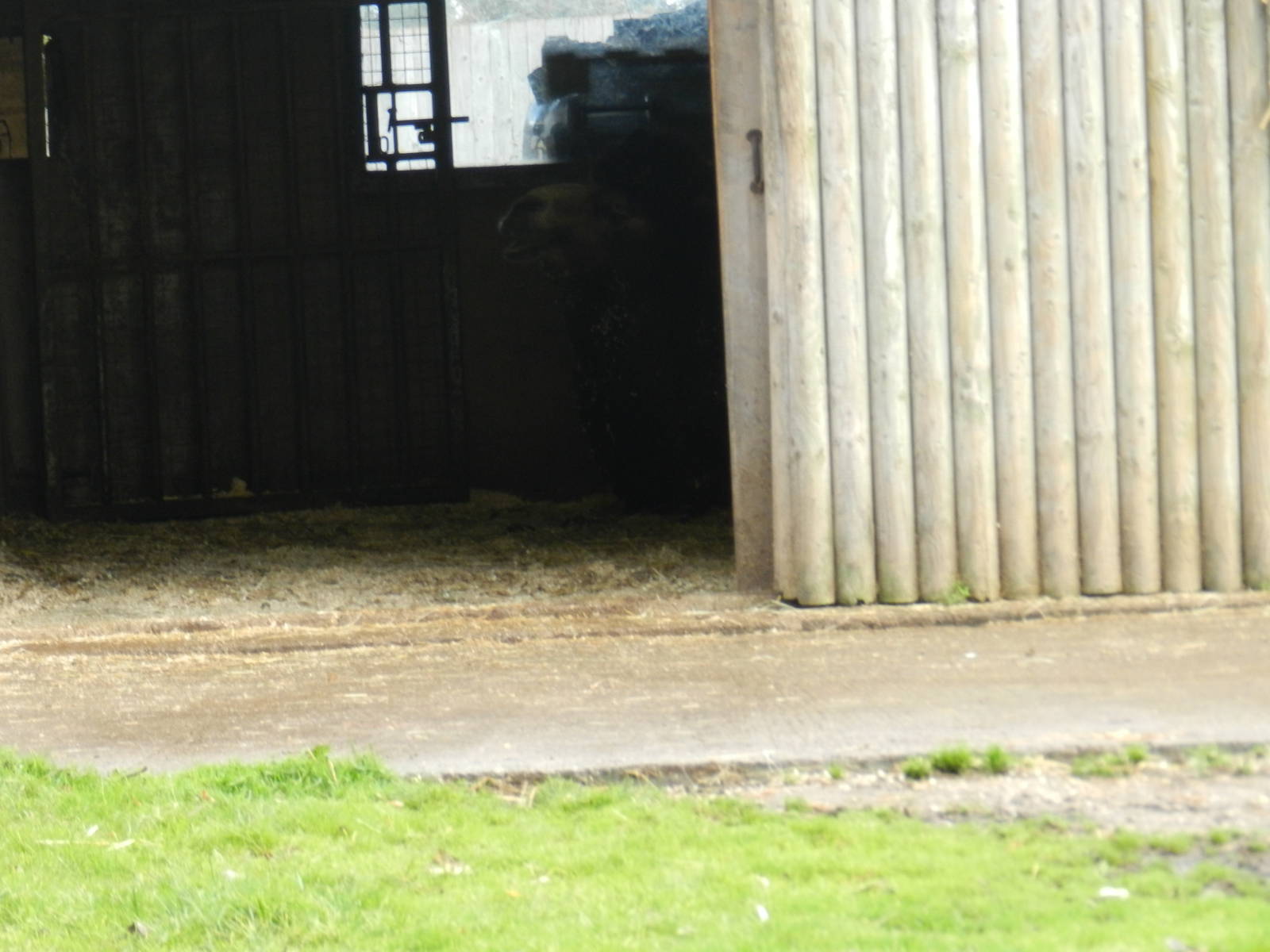 Bactrian Camel at Flamingo Land - 14/10/2012