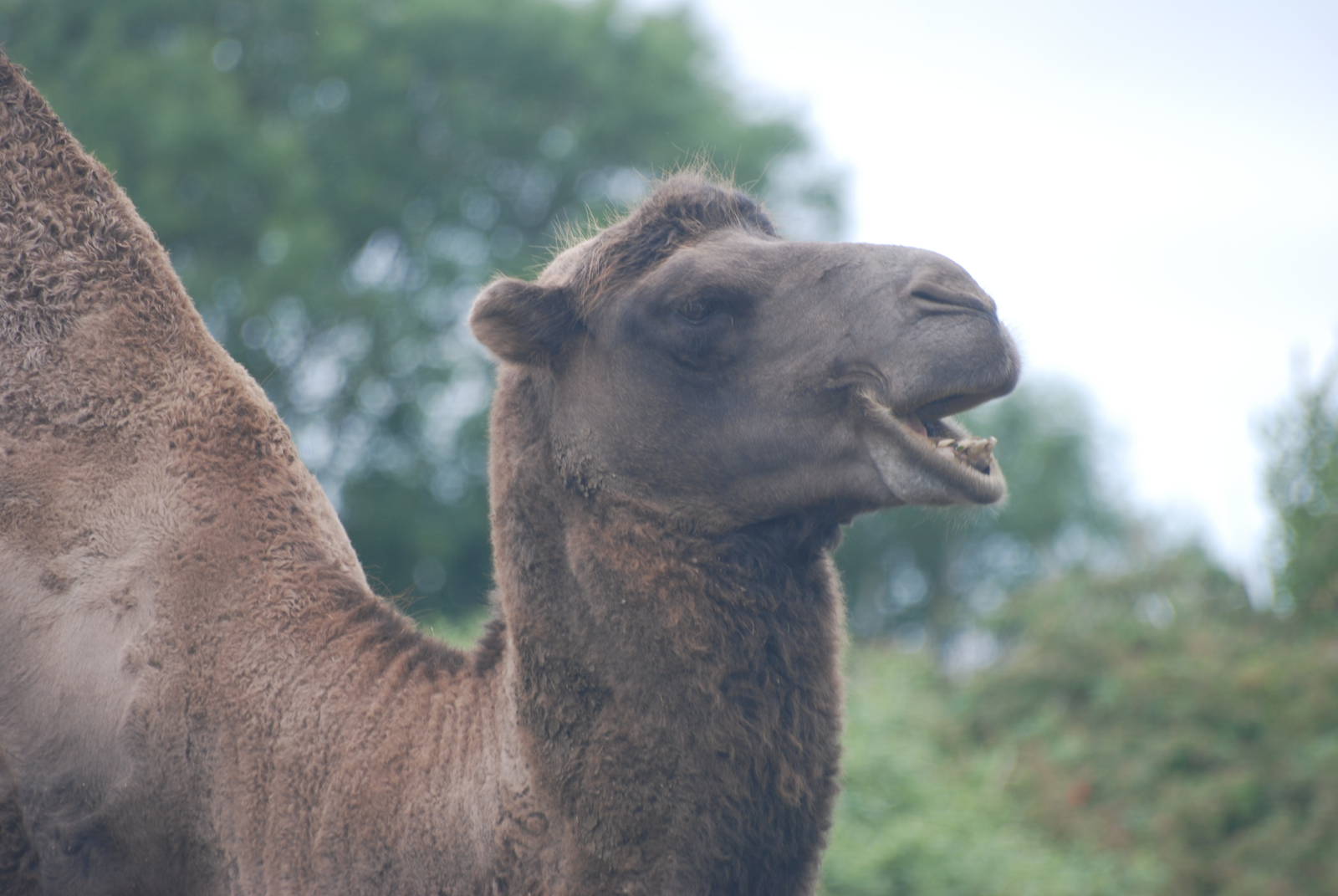 Bactrian Camel at Folly Farm, 01/08/11