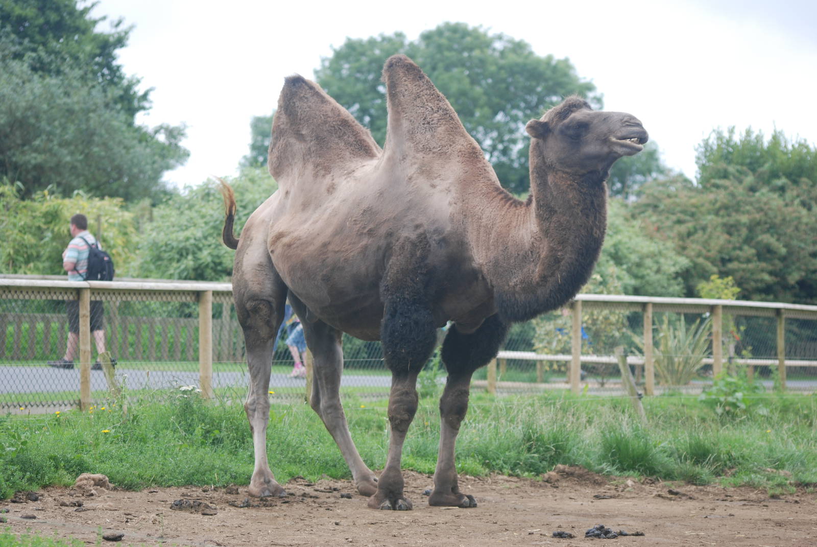 Bactrian Camel at Folly Farm, 01/08/11