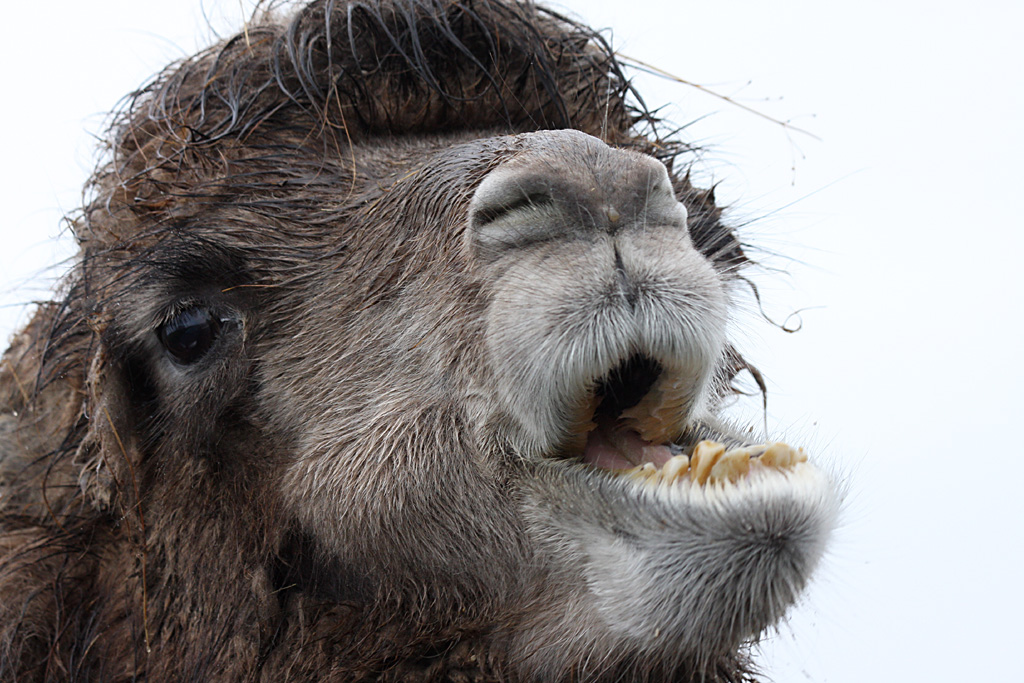 Bactrian Camel at Knowsley Safari Park