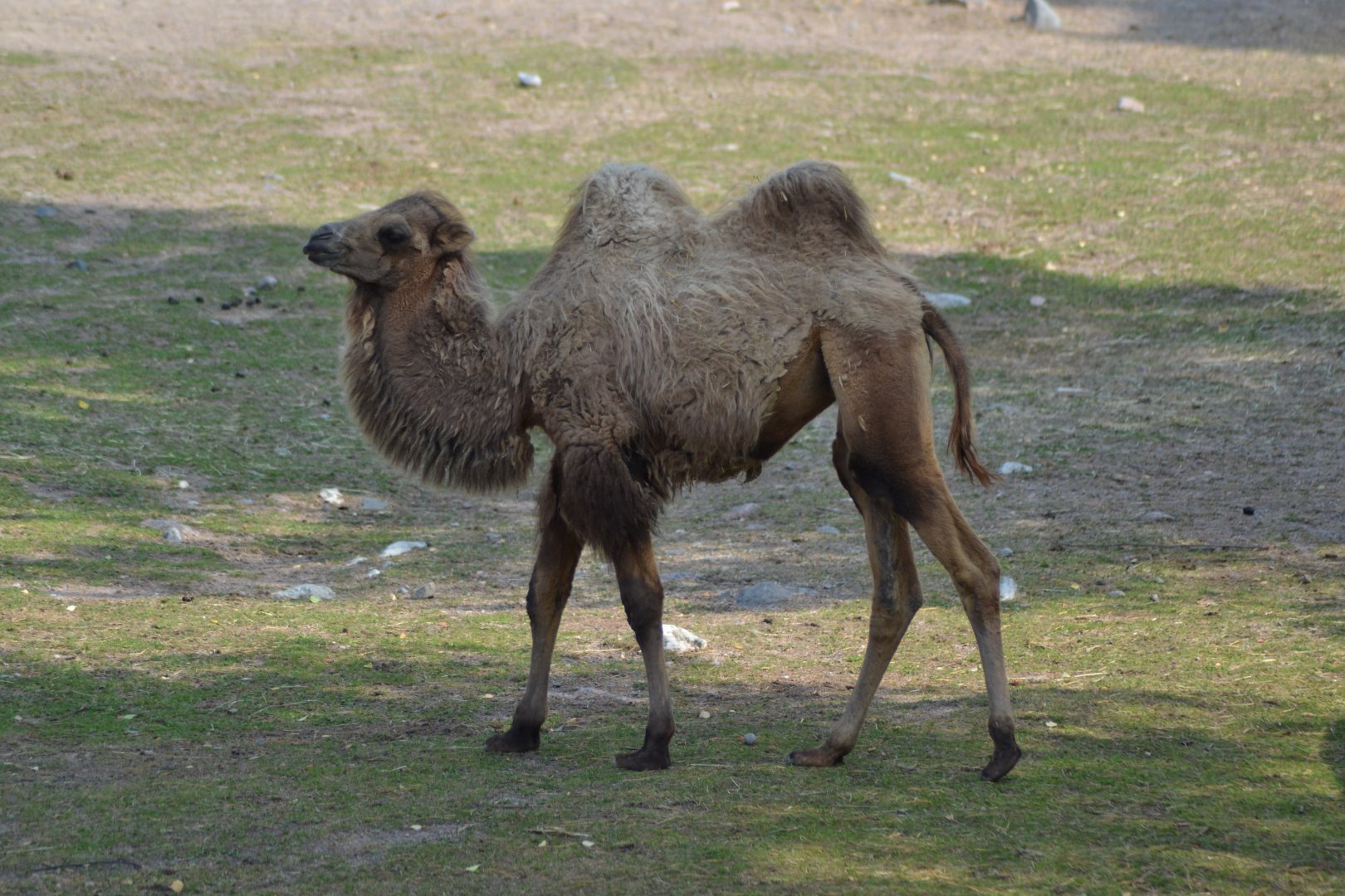 Bactrian camel at Kolmården