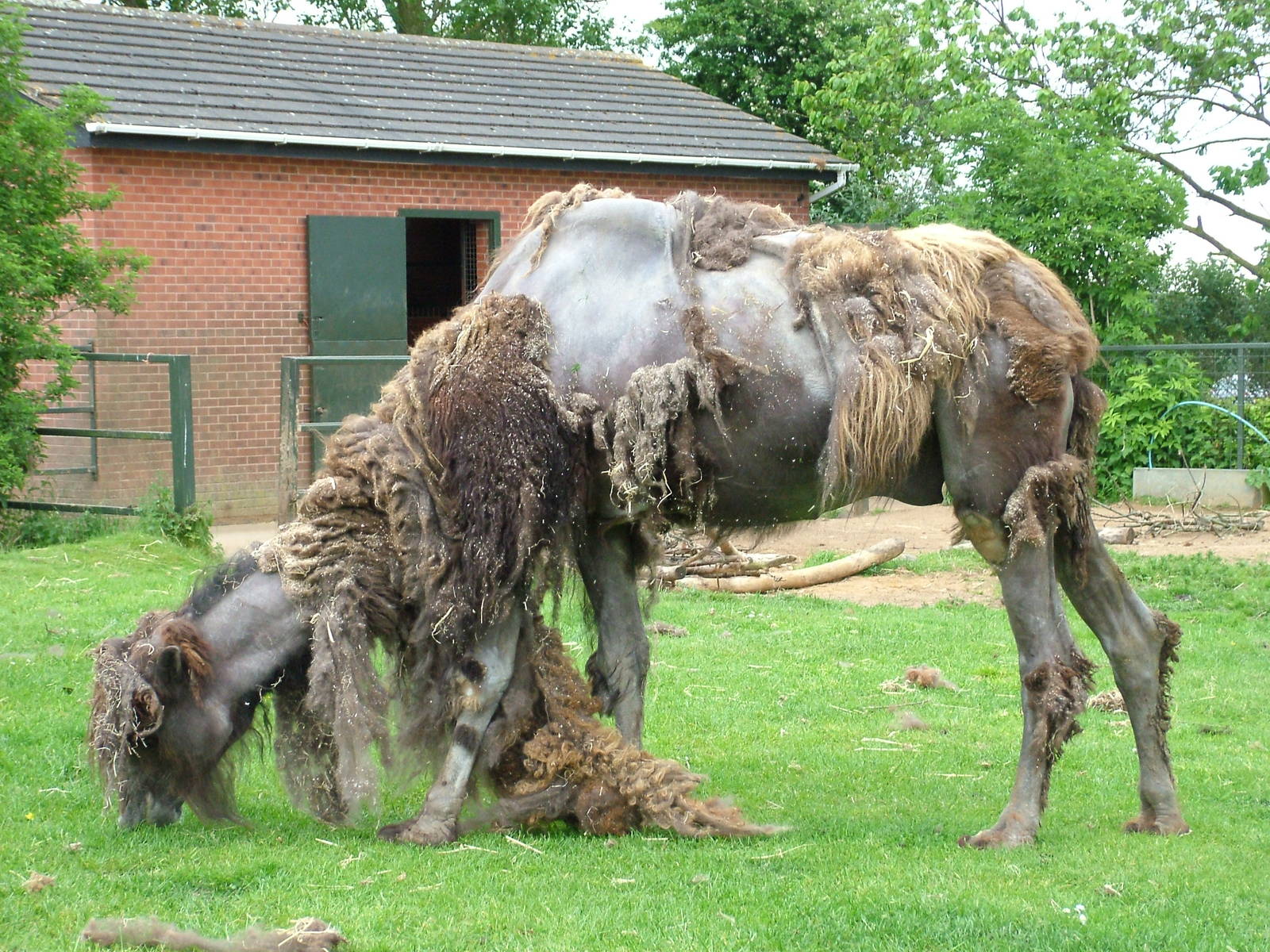 Bactrian Camel at Twycross 25/05/09