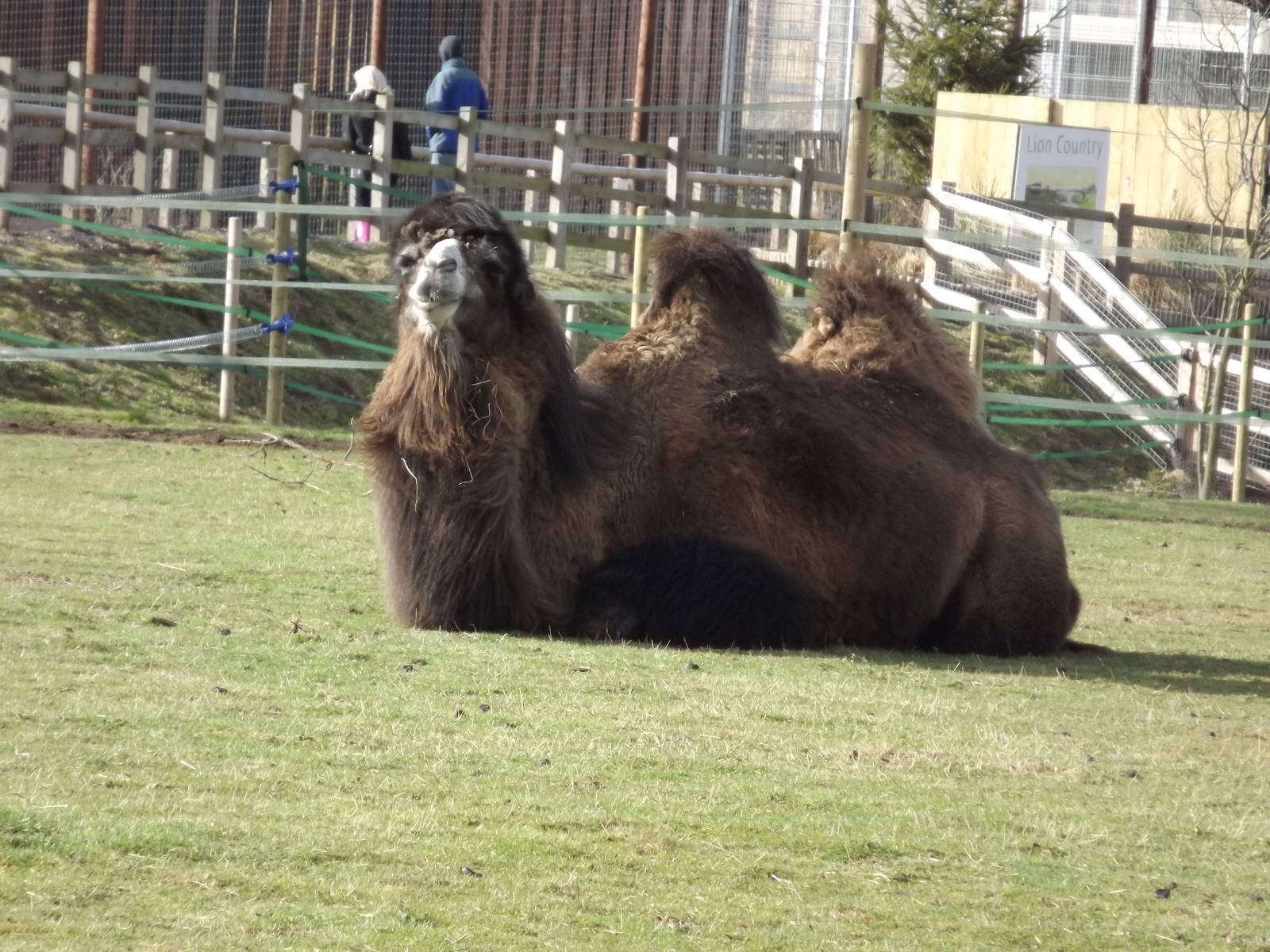 Bactrian Camel at Yorkshire Wildlife Park 18/02/12