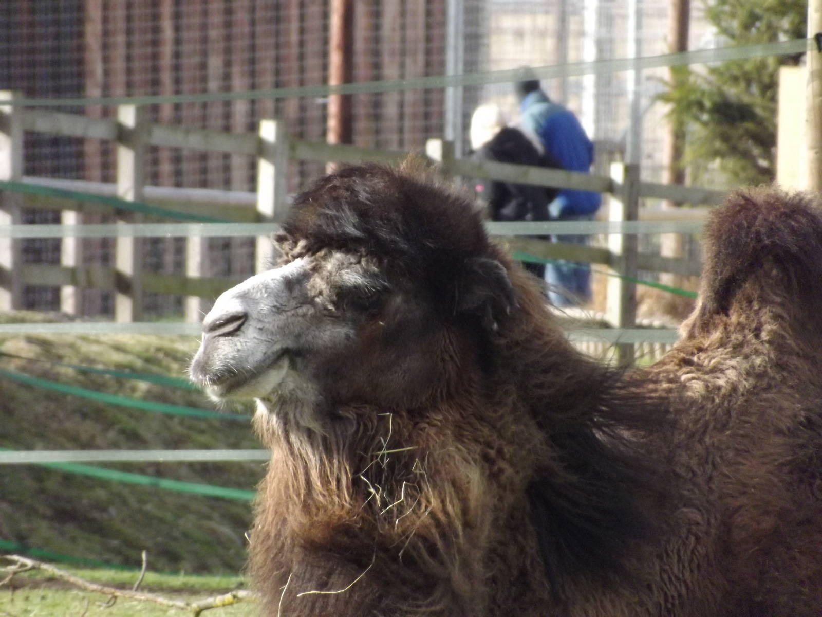 Bactrian Camel at Yorkshire Wildlife Park 18/02/12
