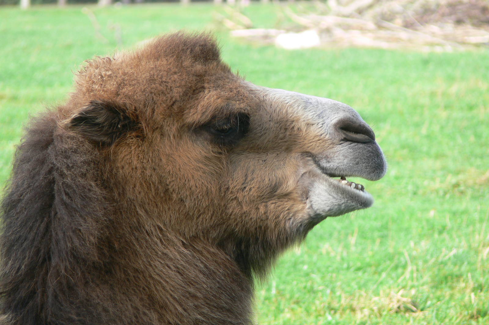 Bactrian Camel at Yorkshire WP, 28/10/14