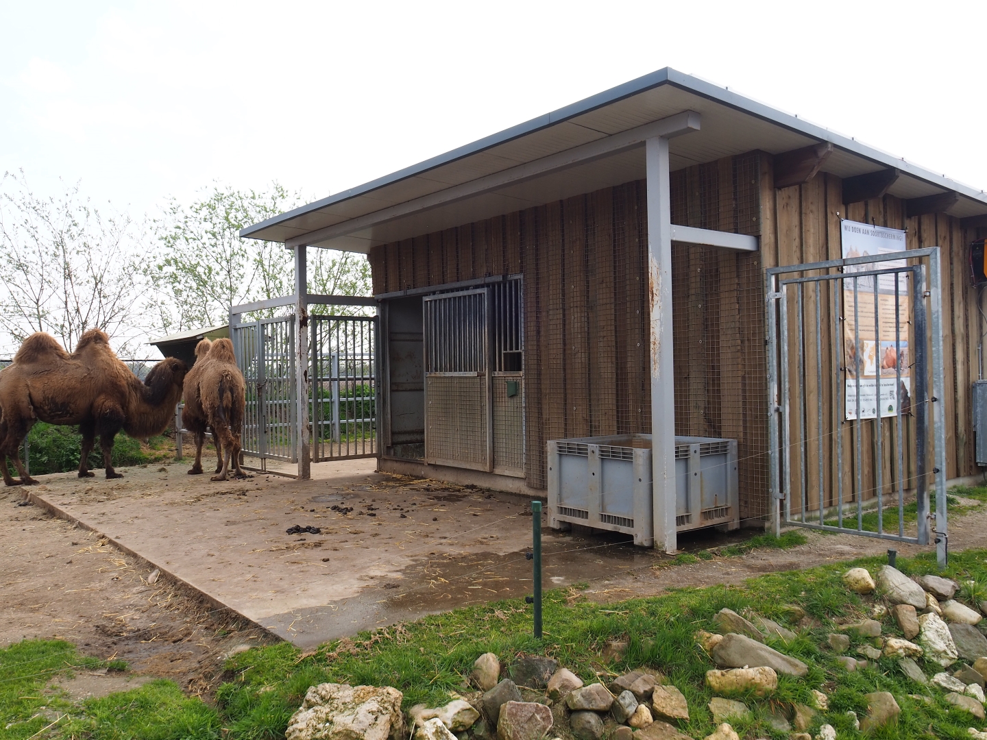 Bactrian camel barn, 2019-04-06
