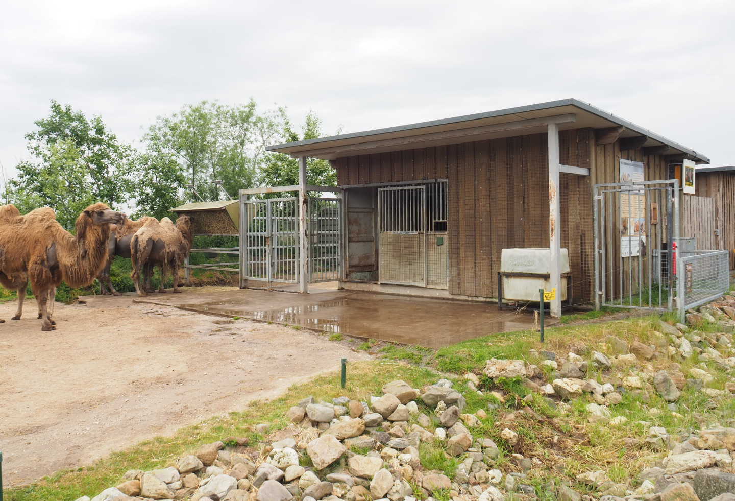 Bactrian camel barn, 2022-05-17