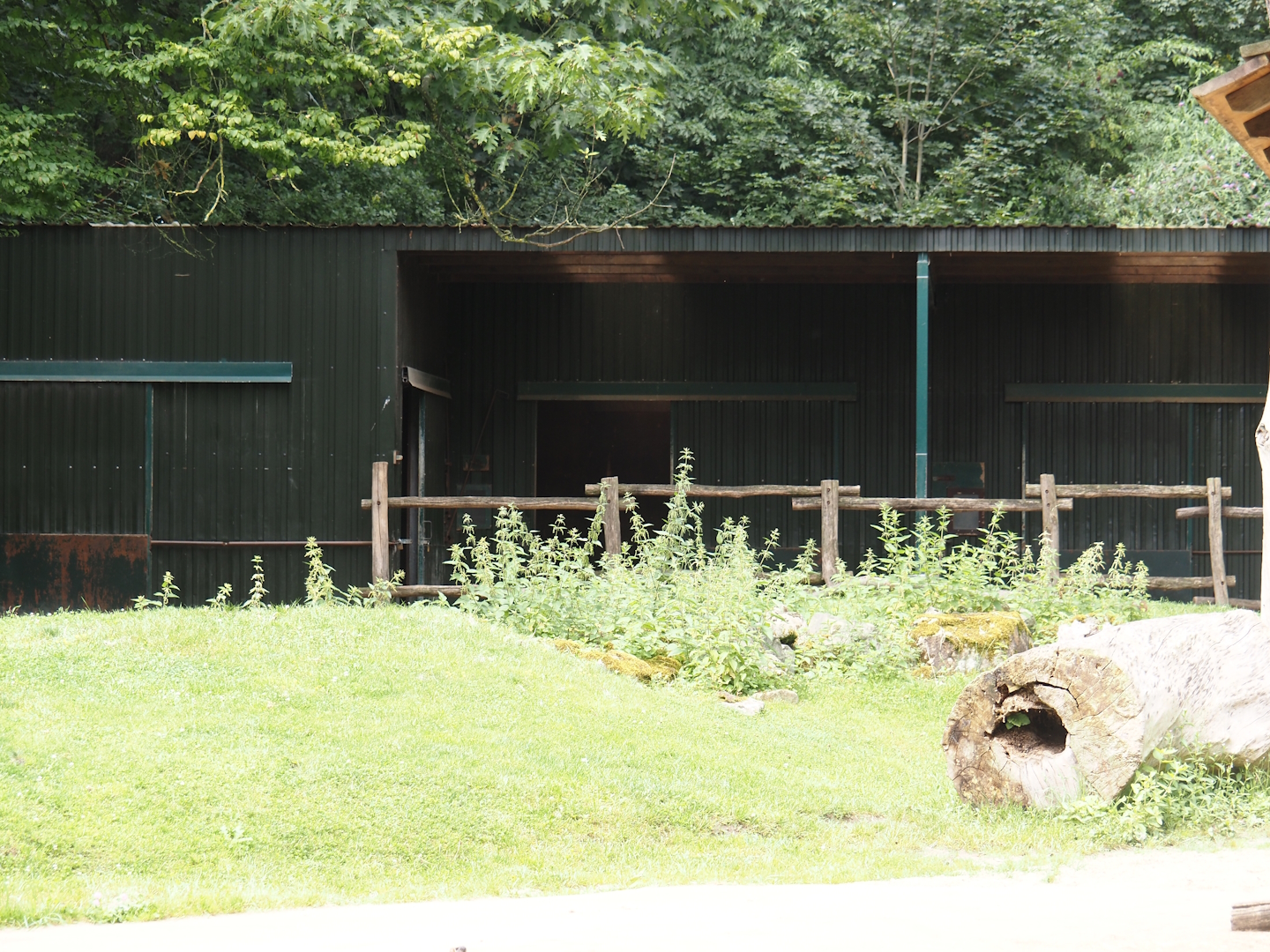 Bactrian camel barn, 2024-08-05