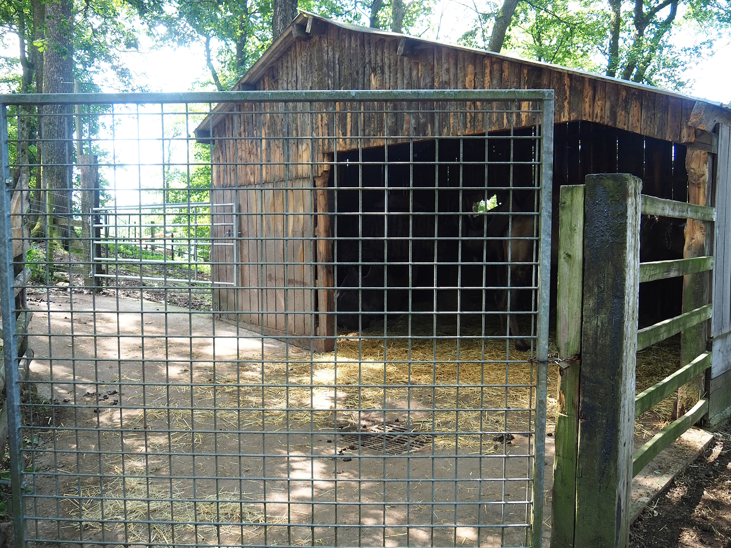 Bactrian camel barn and holding paddock, 2023-06-24