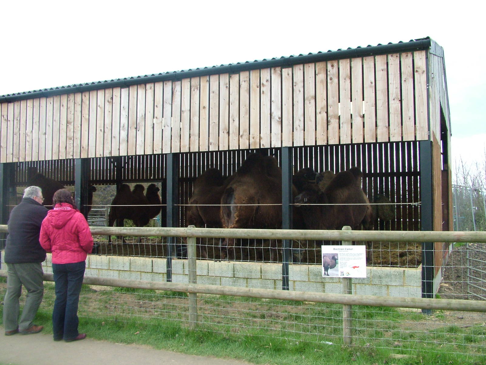 Bactrian Camel barn at Hamerton 05/04/10
