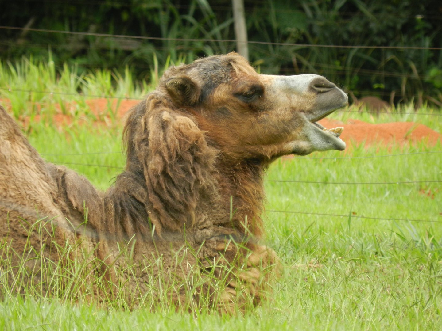 Bactrian camel - Belo Horizonte zoo