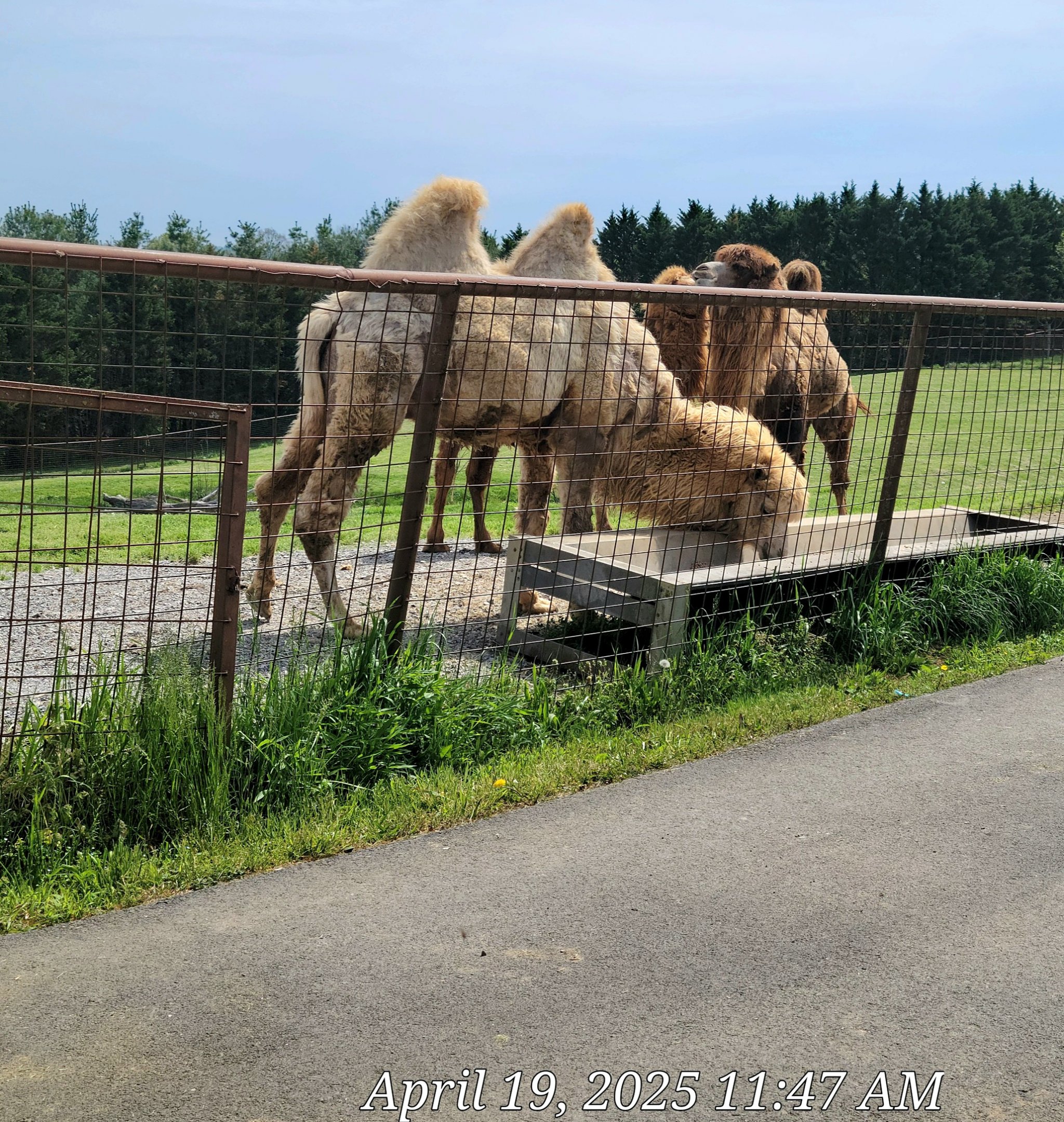 Bactrian Camel-Bright's Zoo
