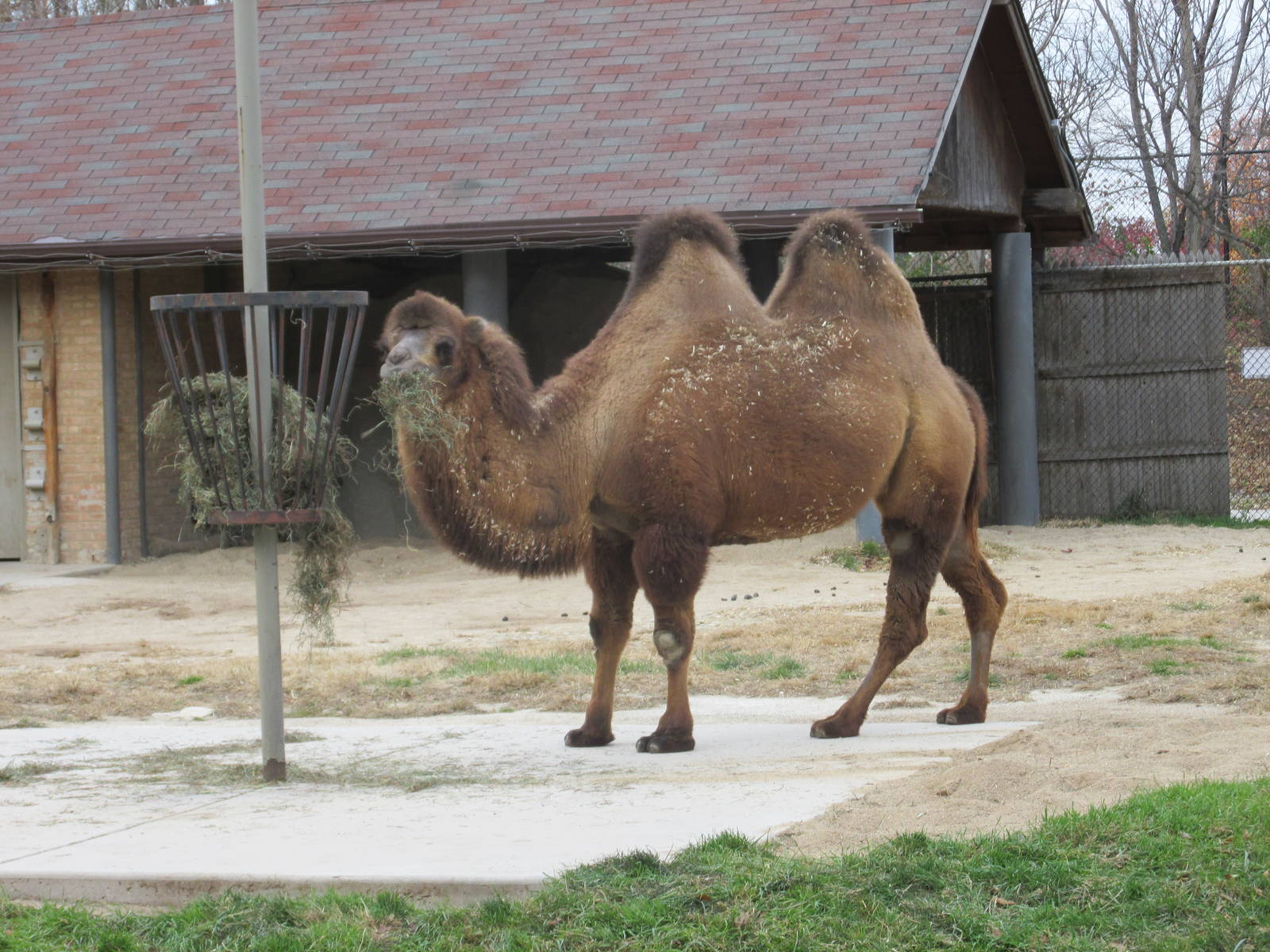 bactrian camel brookfield zoo