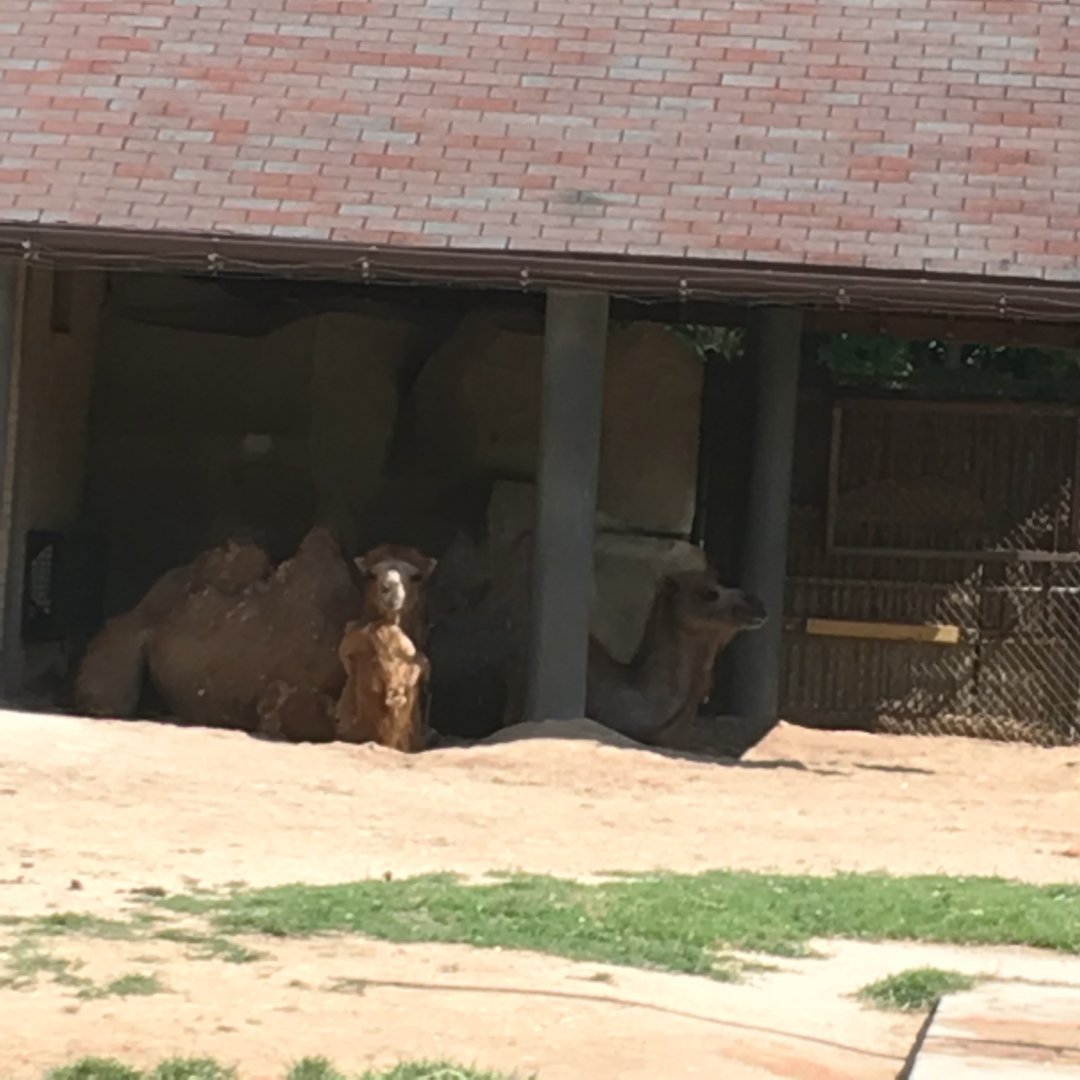 Bactrian Camel | Brookfield Zoo