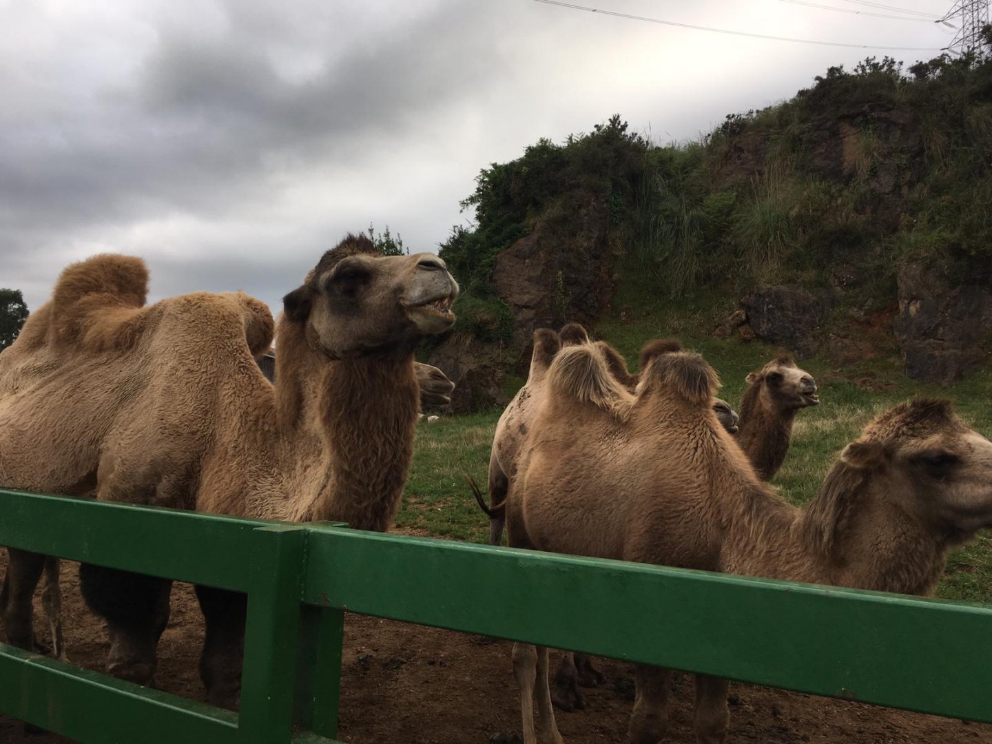 Bactrian camel-Cabarceno 2019 (2)