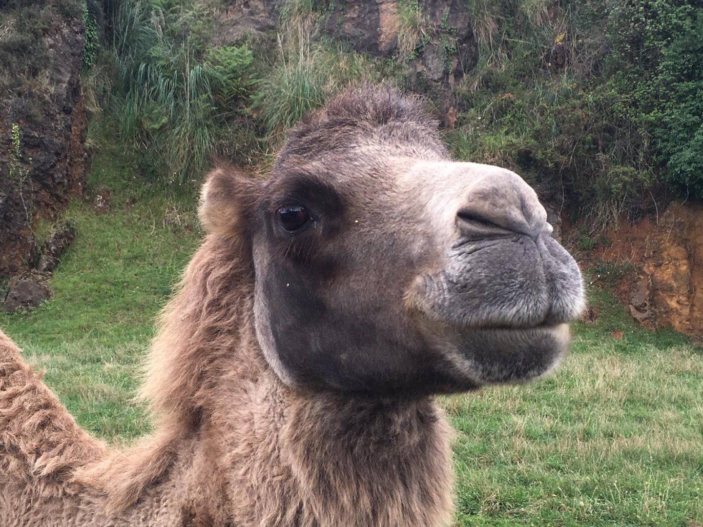 Bactrian camel-Cabarceno 2019