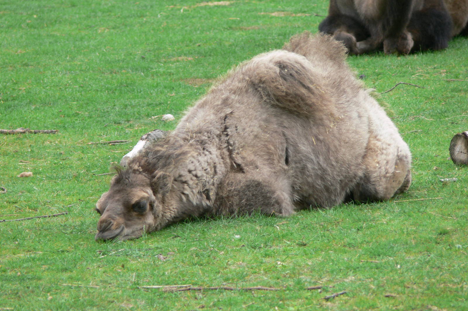 Bactrian Camel Calf at Blackpool Zoo, 16/08/14