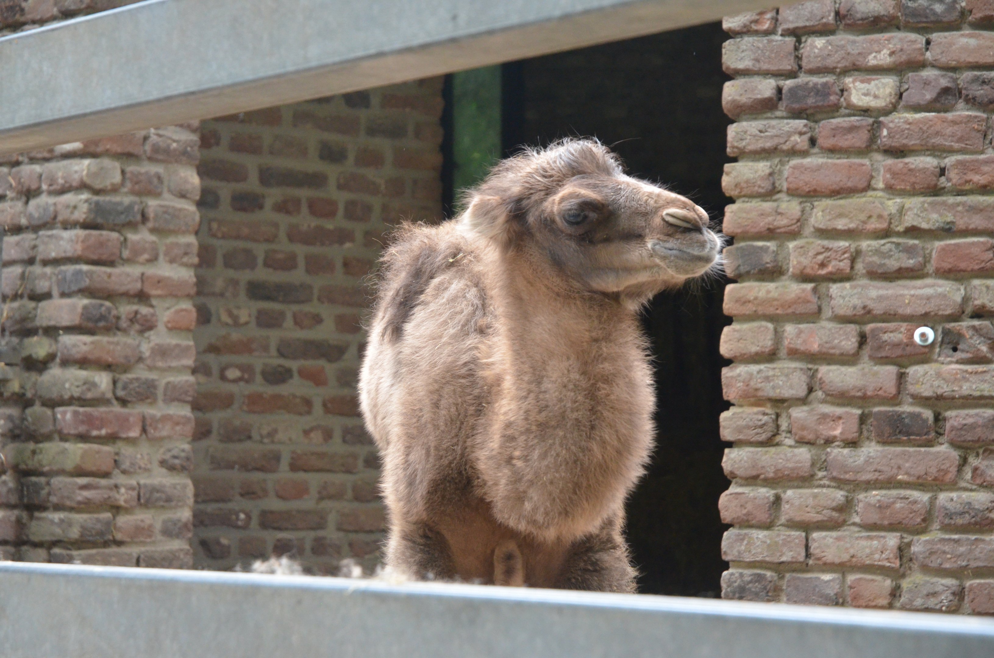 Bactrian Camel Calf at Krefeld, 15/06/19